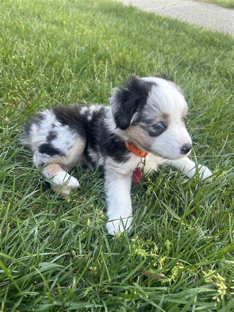 aussiesmeet|Australian Shepherds of the DMV